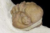 Enrolled Kainops Trilobite With Hyolithid Fossil - Black Cat Mountain #142084-3